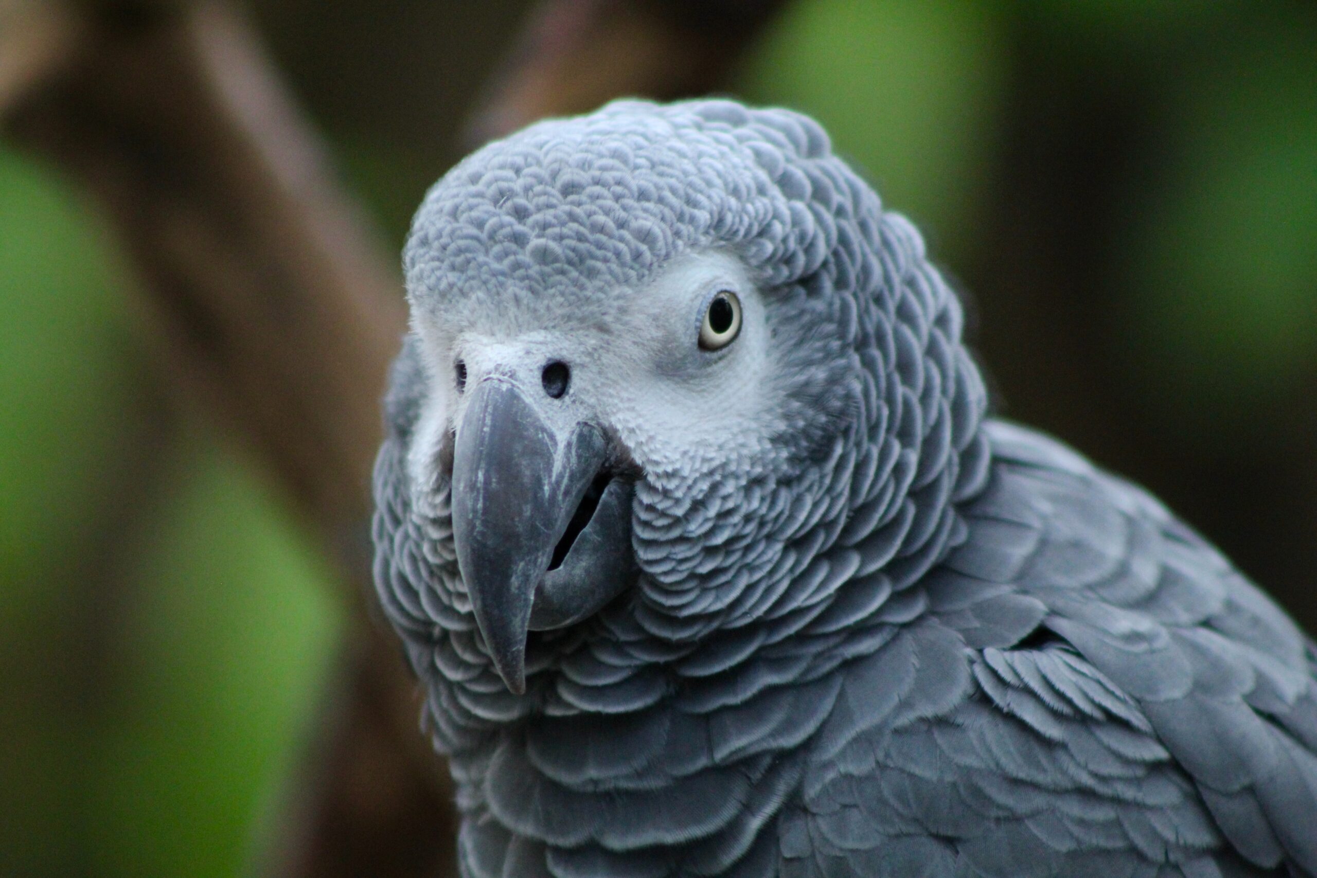 African Grey Parrot, Grey Bird