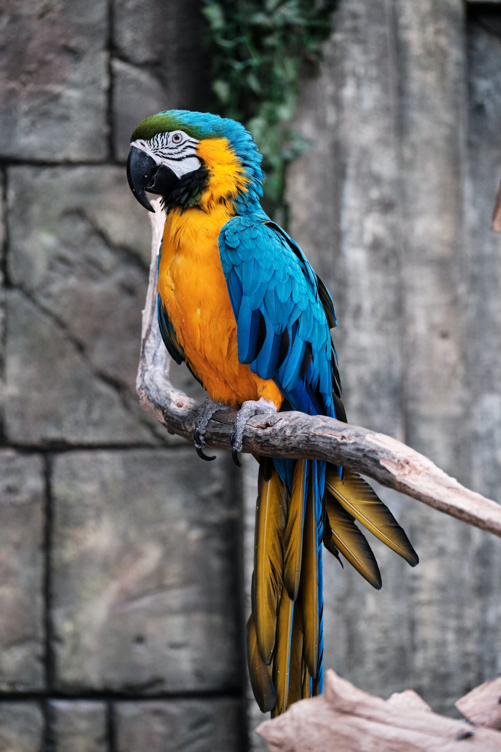 Blue and Yellow Macaw