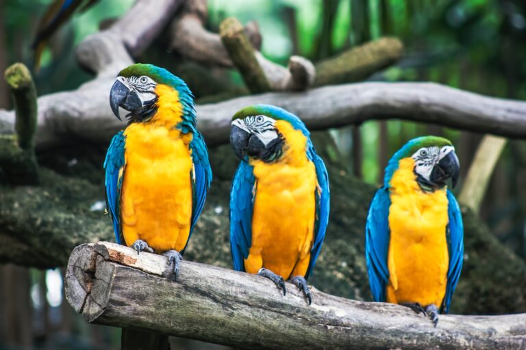 5 Interesting Facts About Parrots